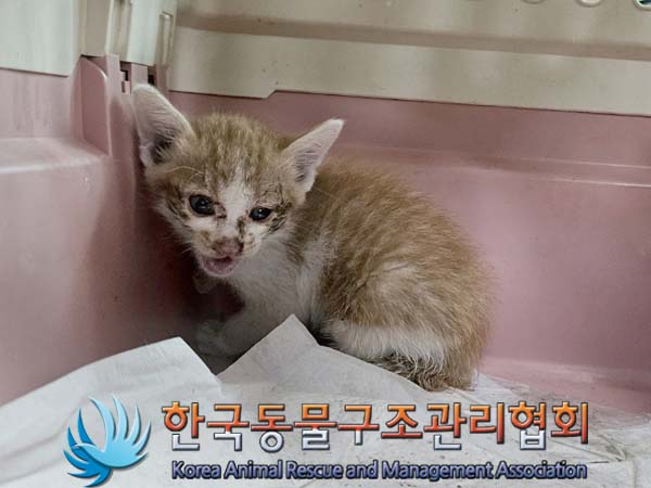 종료(자연사) 한국…